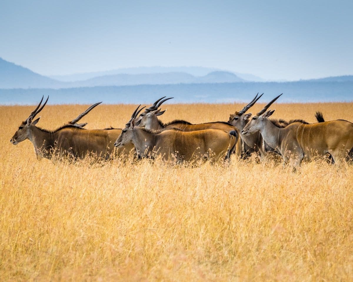 Safari image - safari-giraffe