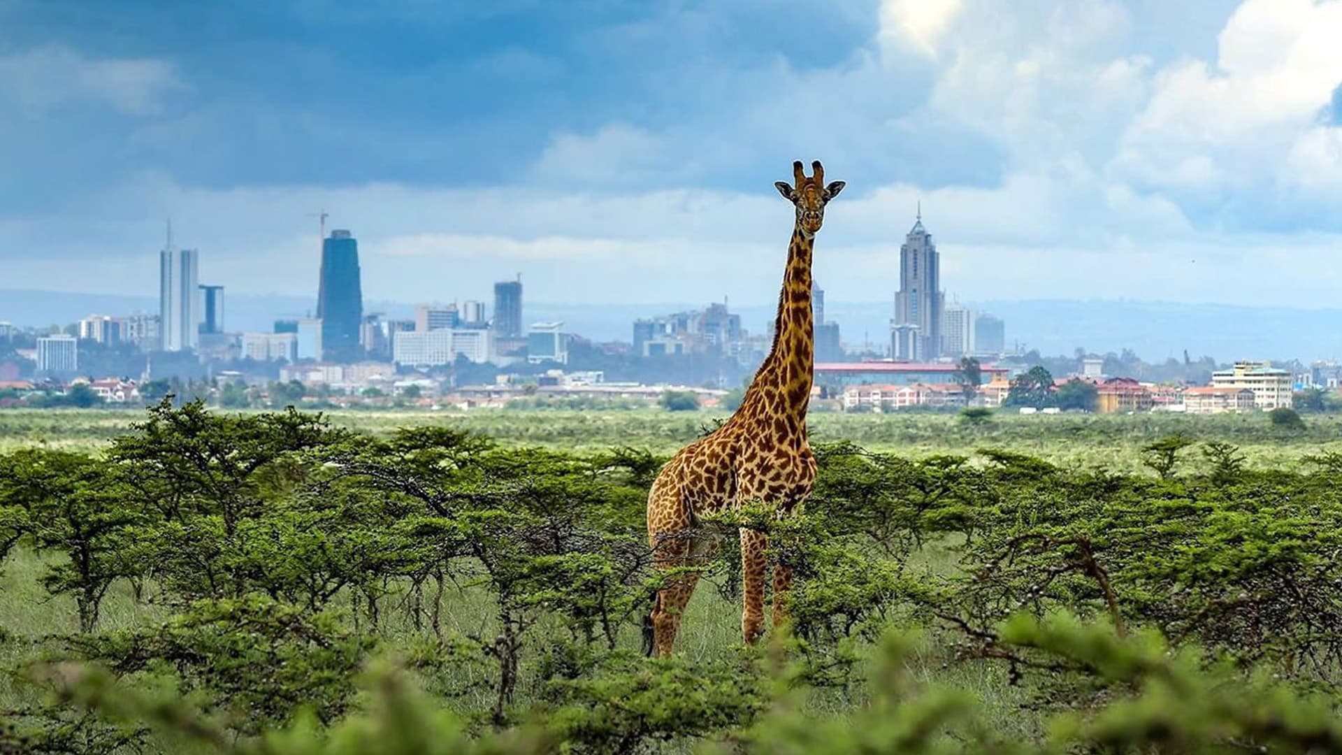 Safari showcase