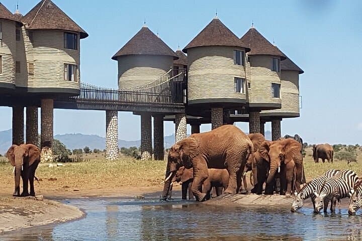 Safari showcase