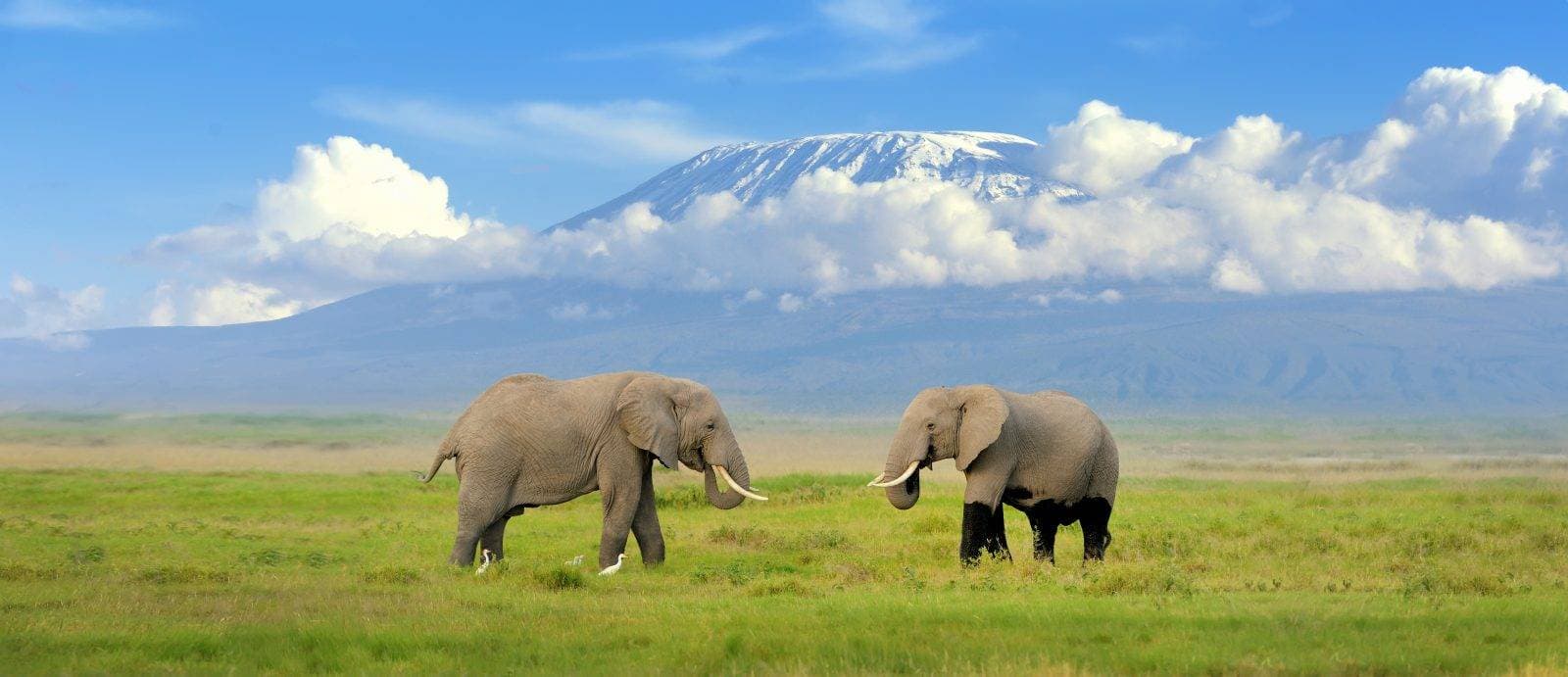 Safari showcase