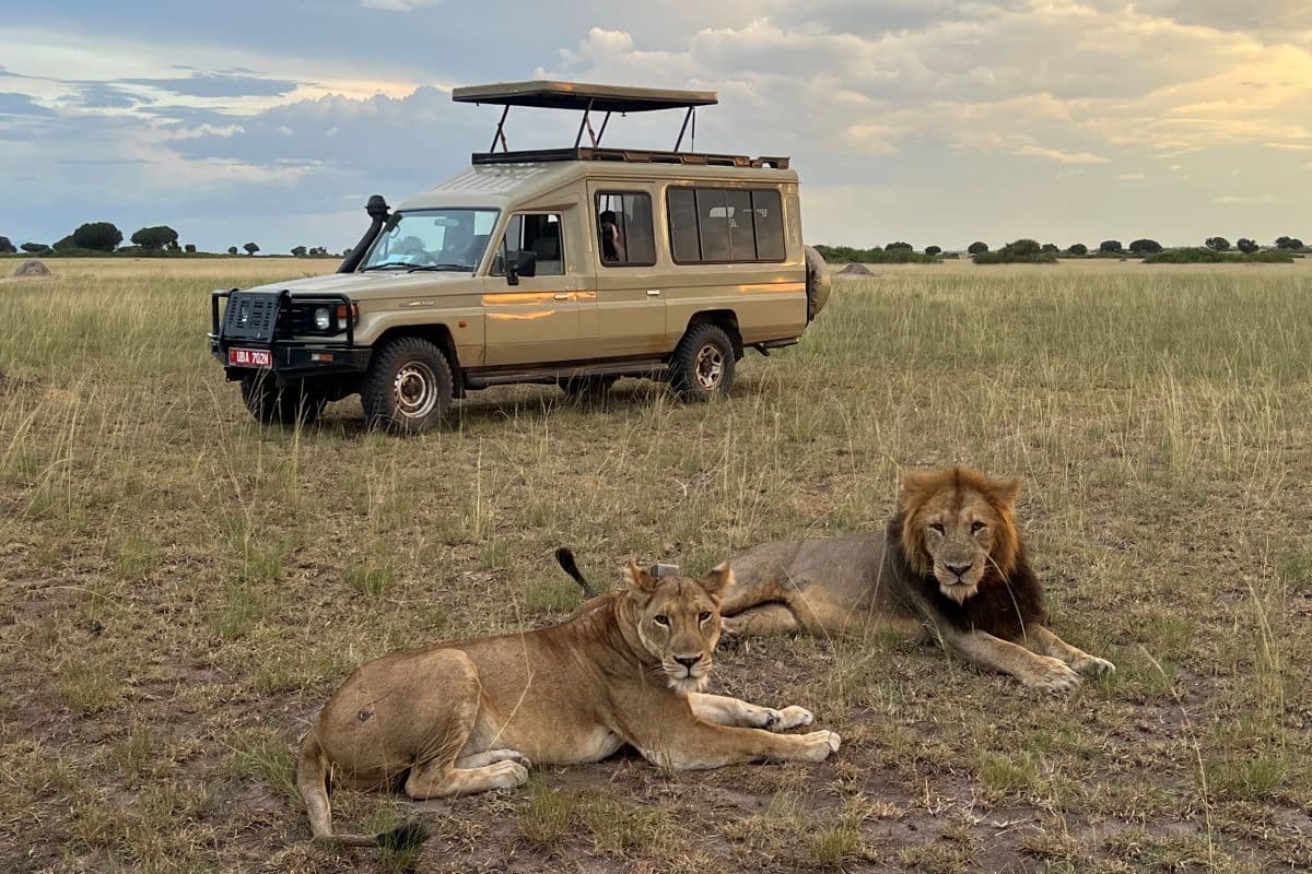 Safari showcase