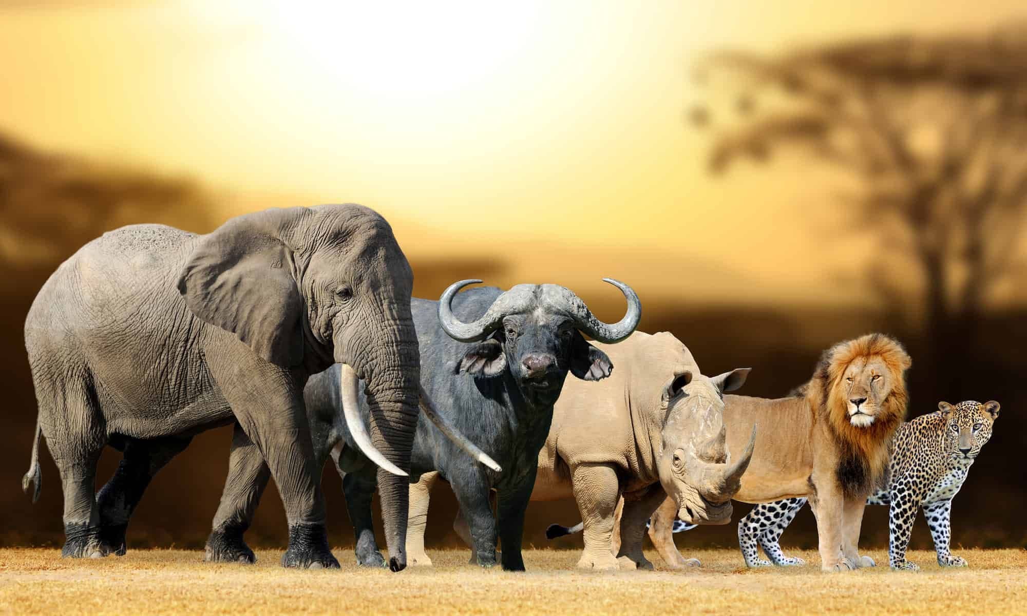 Big 5 Safari