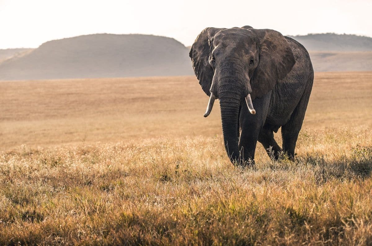 Safari image - amboseli-elephants