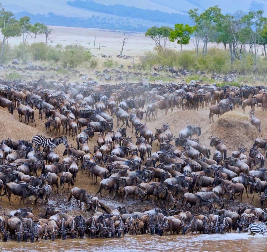 Wildebeest Migration Safari