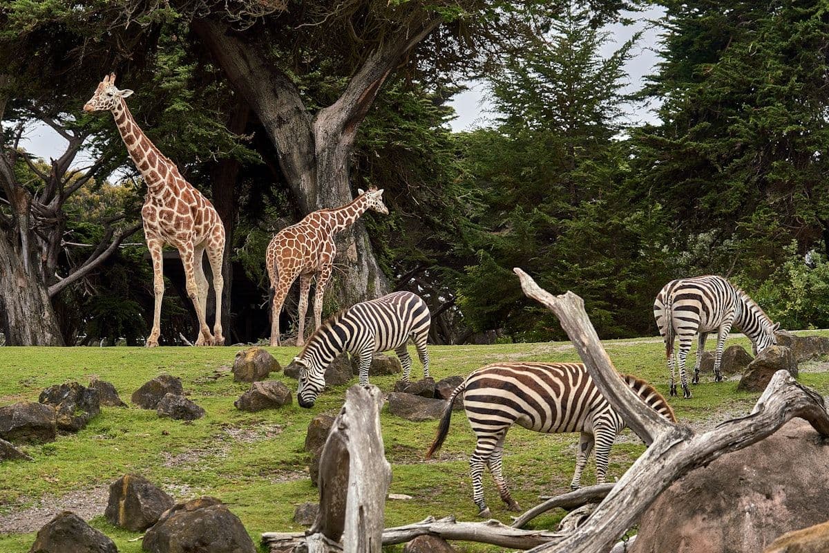 Safari image - samburu-wildlife